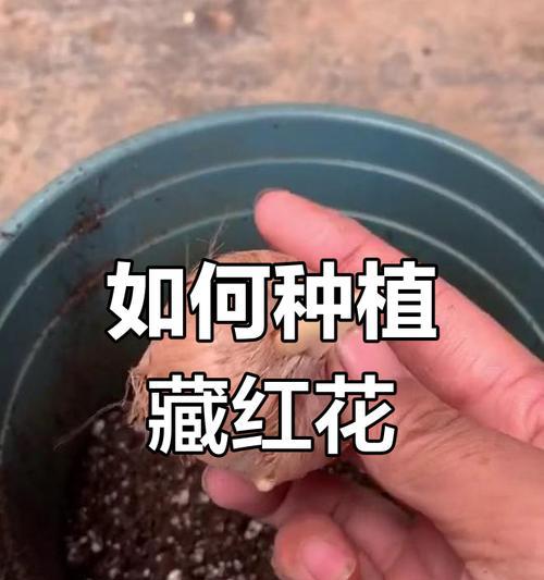 南方如何种植藏红花（掌握关键技巧，打造南方藏红花花海）-第1张图片-绿意生活