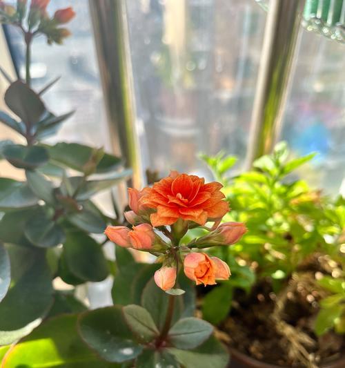 长寿花肥大养护秘籍（打造壮观长寿花，从根部养开始）-第2张图片-绿意生活