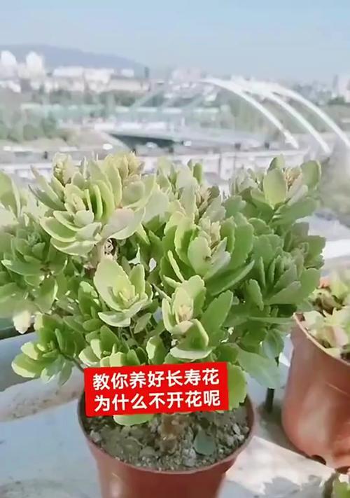 长寿花肥大养护秘籍（打造壮观长寿花，从根部养开始）-第1张图片-绿意生活