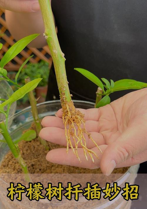 柠檬树苗种植全攻略（从树苗选择到养护技巧，打造健康柠檬树的秘诀）-第1张图片-绿意生活