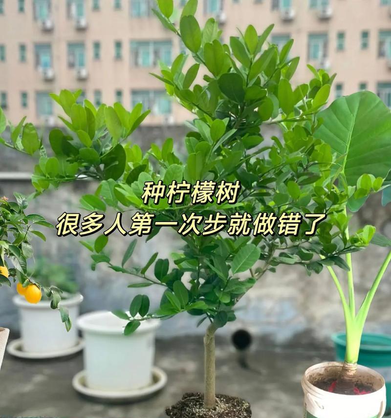 柠檬树苗种植全攻略（从树苗选择到养护技巧，打造健康柠檬树的秘诀）-第2张图片-绿意生活