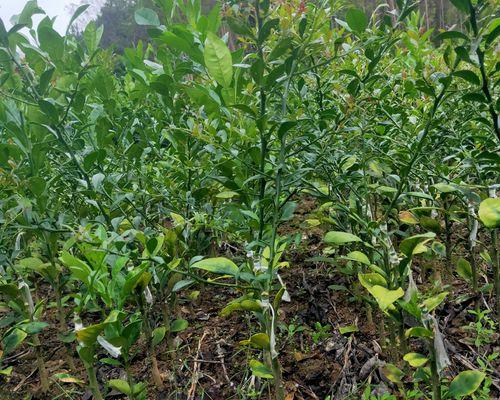 柠檬树苗种植全攻略（从树苗选择到养护技巧，打造健康柠檬树的秘诀）-第3张图片-绿意生活