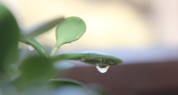 露水对植物的益处（解析露水的成分及作用机理）-第1张图片-绿意生活