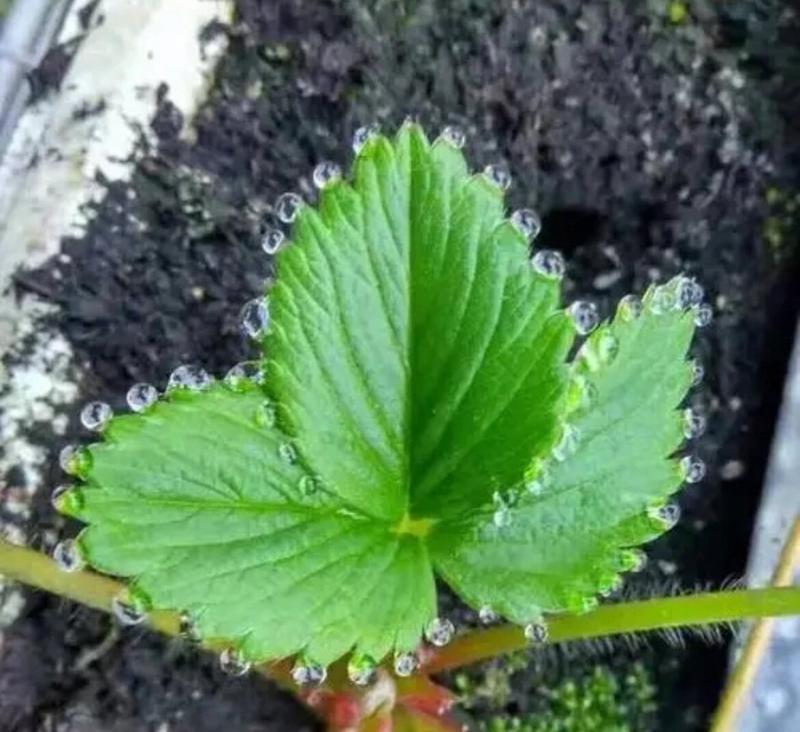 露水对植物的益处（解析露水的成分及作用机理）-第2张图片-绿意生活