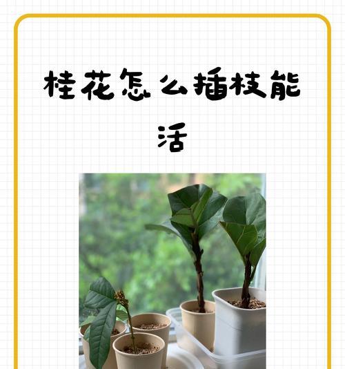 提高桂花树分枝的方法（培养桂花树丰富的树冠）-第1张图片-绿意生活