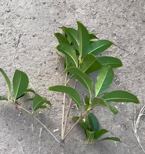提高桂花树分枝的方法（培养桂花树丰富的树冠）-第3张图片-绿意生活