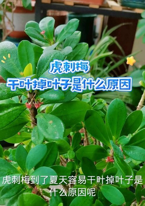 刺梅叶子变红的奥秘（揭开刺梅变红的秘密，了解叶子变红的原因和机制）-第1张图片-绿意生活