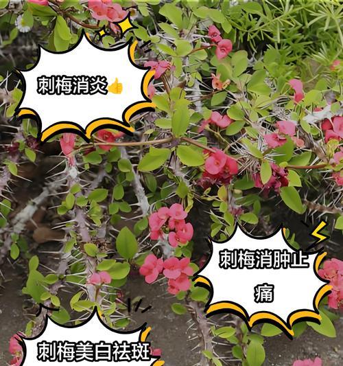 刺梅叶子变红的奥秘（揭开刺梅变红的秘密，了解叶子变红的原因和机制）-第3张图片-绿意生活