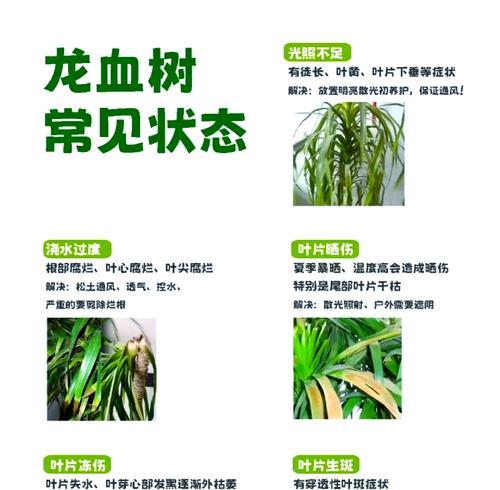 海南龙血树的养殖技巧（打造自然绿色家园）-第1张图片-绿意生活
