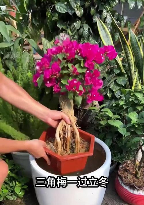 冬季养护三角梅的秘诀（为您揭秘冬天如何种植和照料三角梅）-第1张图片-绿意生活
