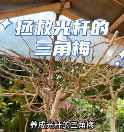 冬季养护三角梅的秘诀（为您揭秘冬天如何种植和照料三角梅）-第3张图片-绿意生活