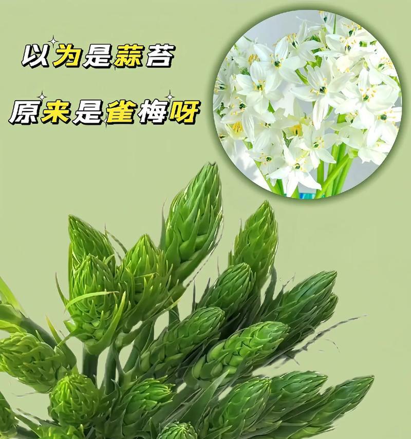 如何养活雀梅（掌握关键技巧，打造美丽的花园）-第1张图片-绿意生活
