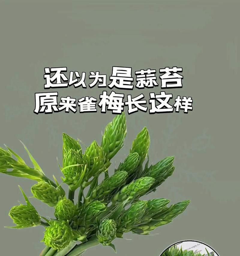 如何养活雀梅（掌握关键技巧，打造美丽的花园）-第2张图片-绿意生活