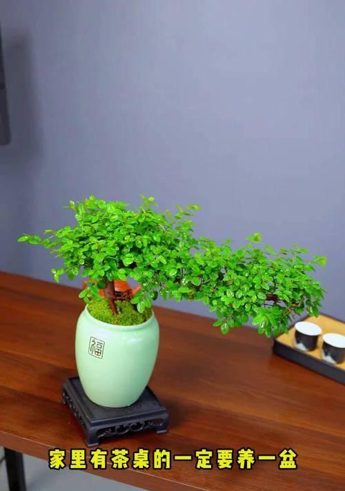 如何养活雀梅（掌握关键技巧，打造美丽的花园）-第3张图片-绿意生活