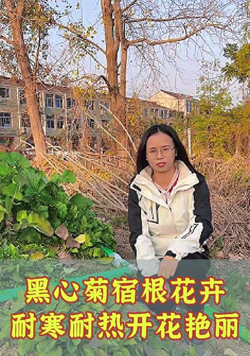 以黑心菊种植方法（从选址到施肥，全面解析黑心菊的种植技巧）-第3张图片-绿意生活