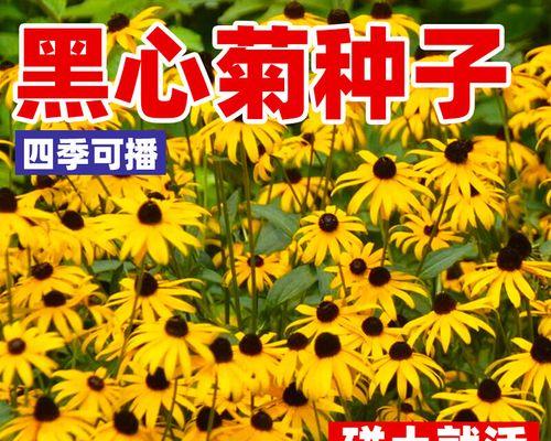 以黑心菊种植方法（从选址到施肥，全面解析黑心菊的种植技巧）-第2张图片-绿意生活