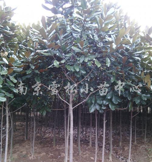 广玉兰病虫害防治技术与方法（生态环保下的关键措施）-第3张图片-绿意生活