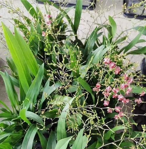 选择合适的连体花盆，打造理想的花园（探究连体花盆适合养什么花，打造独特的花园风格）-第2张图片-绿意生活