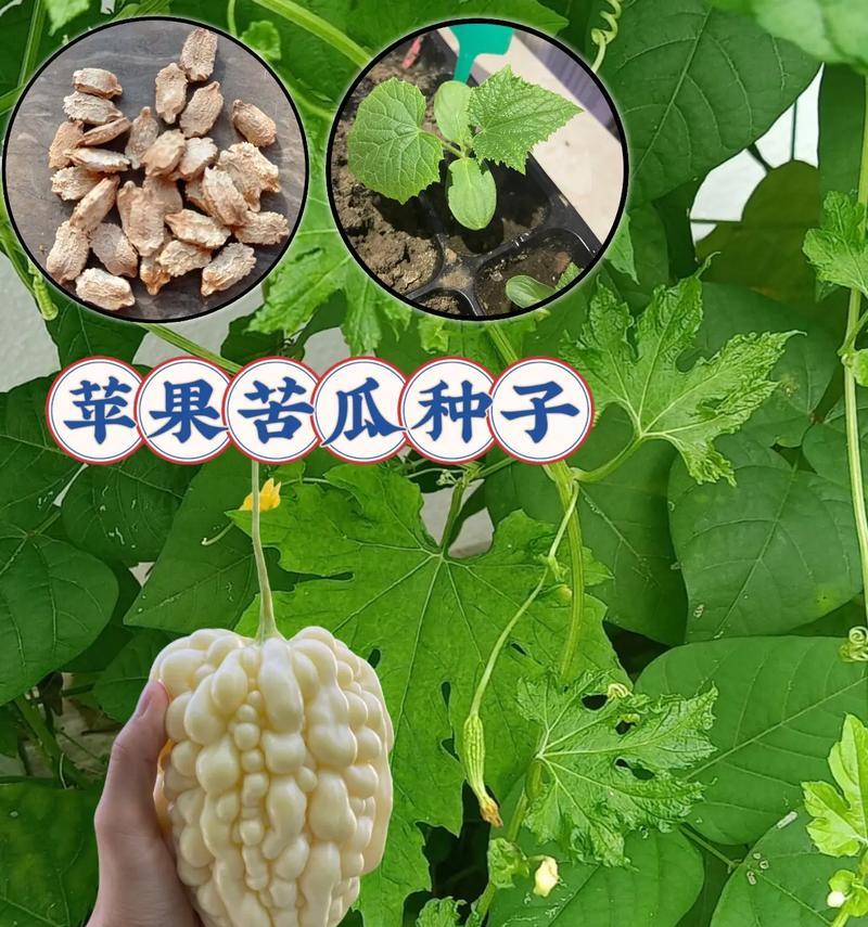 如何种植苹果籽成功栽培自己的苹果树（从苹果中提取籽到培育出苹果树的全过程）-第3张图片-绿意生活