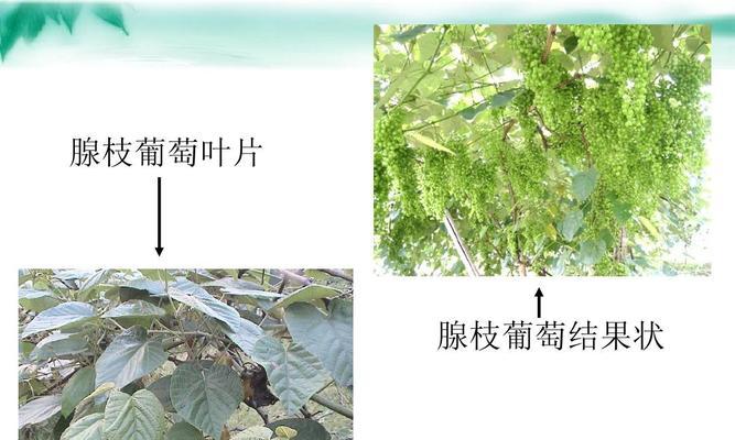 剪葡萄枝怎么种植？（简单掌握葡萄栽培技巧，享受丰收乐趣！）-第1张图片-绿意生活