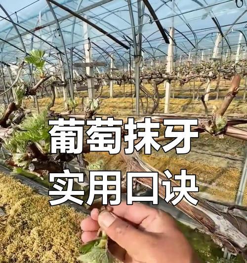 剪葡萄枝怎么种植？（简单掌握葡萄栽培技巧，享受丰收乐趣！）-第2张图片-绿意生活