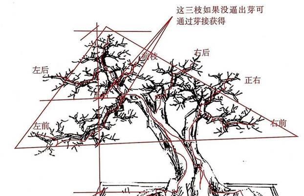 如何正确修剪小九里香——打造美丽的花园（学会修剪技巧，让小九里香焕发生机）-第1张图片-绿意生活