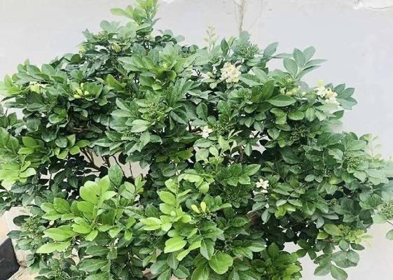 如何正确修剪小九里香——打造美丽的花园（学会修剪技巧，让小九里香焕发生机）-第2张图片-绿意生活