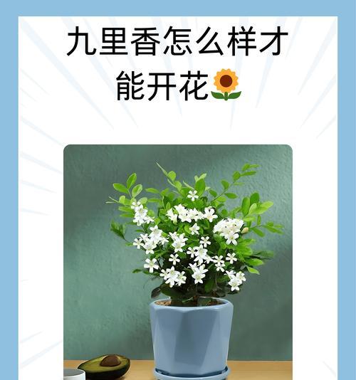 如何正确修剪小九里香——打造美丽的花园（学会修剪技巧，让小九里香焕发生机）-第3张图片-绿意生活