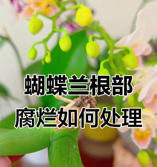高温下佛珠破损的处理方法（如何修复和保护佛珠烂了的情况）-第3张图片-绿意生活