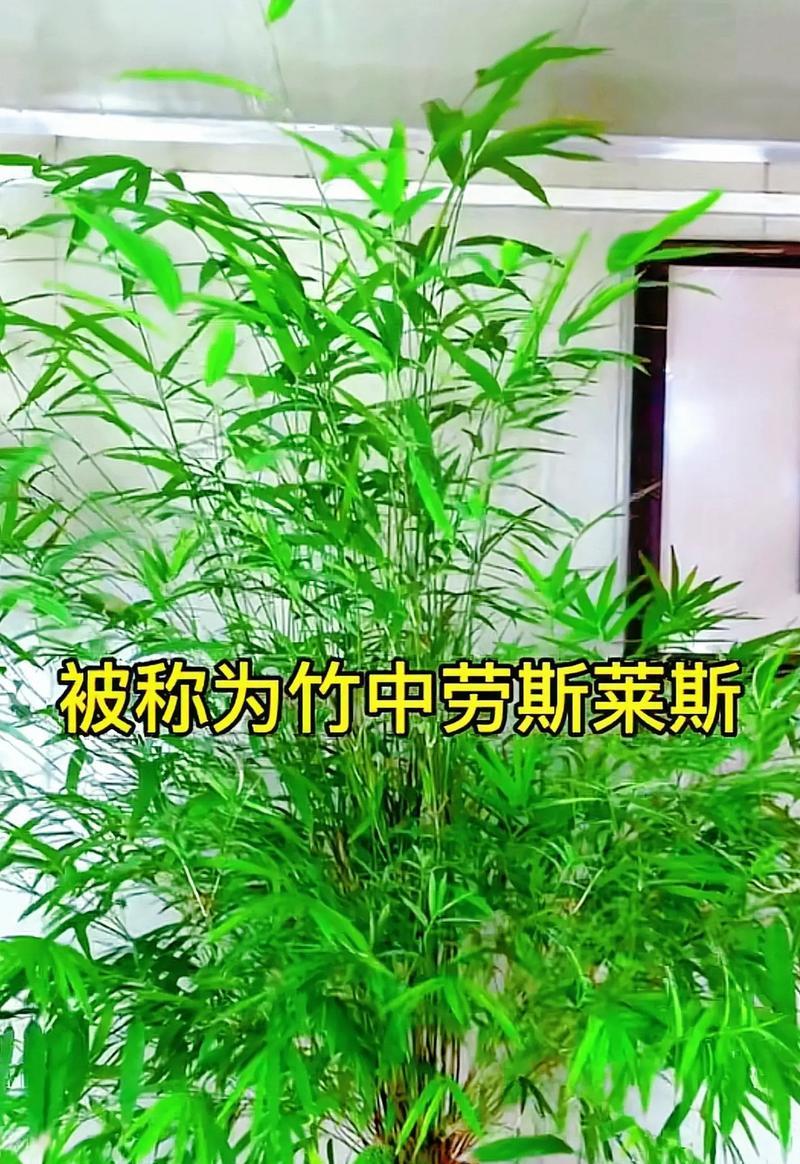 台湾竹干叶尖的处理与应用（发掘台湾竹干叶尖的独特价值及其应用前景）-第1张图片-绿意生活
