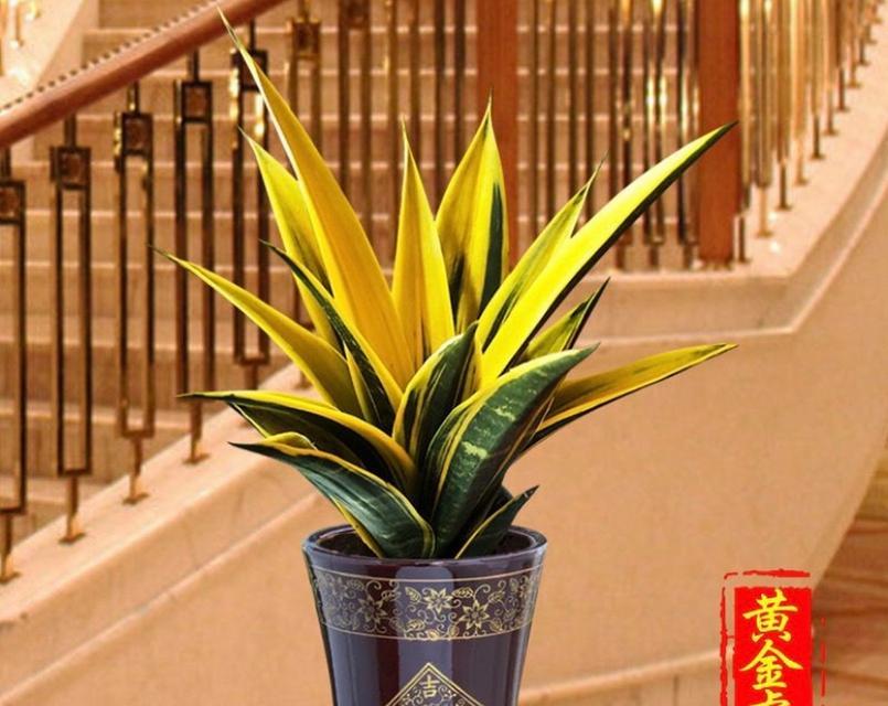 金边虎皮兰的培育与养护（培育金边虎皮兰的技巧与方法，让您家也拥有独特的绿色装饰）-第3张图片-绿意生活