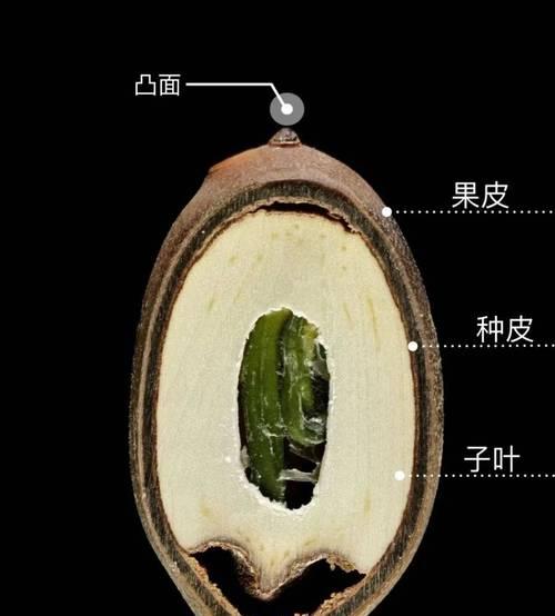 以莲花莲子怎么种植（从选种到管理，打造美丽的莲花花园）-第1张图片-绿意生活
