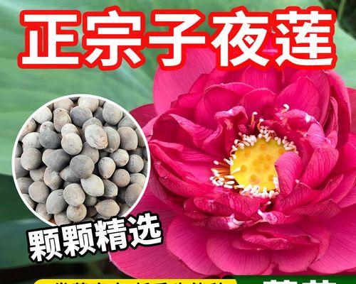 以莲花莲子怎么种植（从选种到管理，打造美丽的莲花花园）-第2张图片-绿意生活