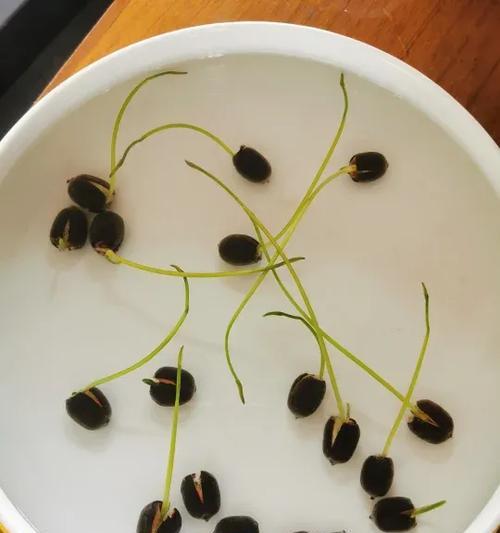 以莲花莲子怎么种植（从选种到管理，打造美丽的莲花花园）-第3张图片-绿意生活