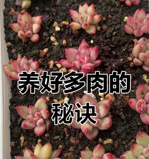养育多肉植物的秘诀（打造健康多肉的关键方法）-第2张图片-绿意生活