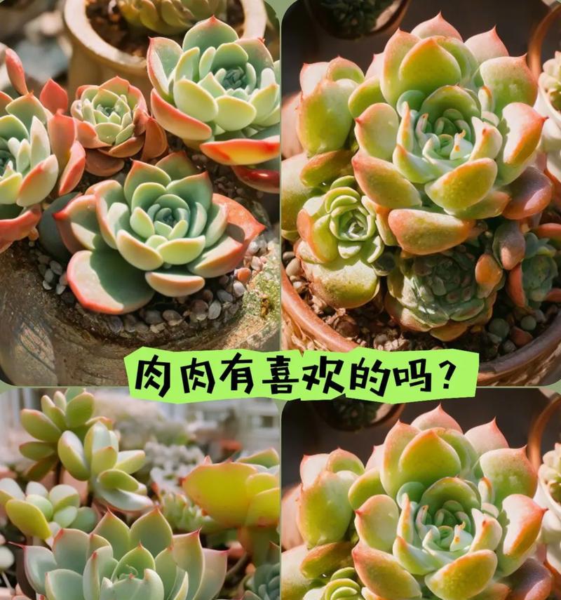 养育多肉植物的秘诀（打造健康多肉的关键方法）-第3张图片-绿意生活