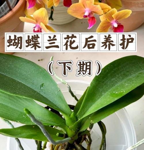 蝴蝶兰修剪技巧（打造美丽蝴蝶兰的秘诀）-第1张图片-绿意生活