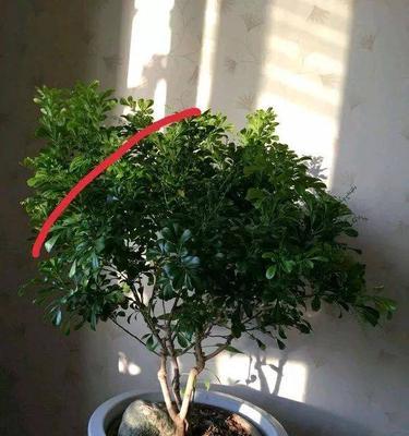 米兰得蚧壳虫病如何应对（掌握关键信息，有效治疗蚧壳虫病）-第1张图片-绿意生活