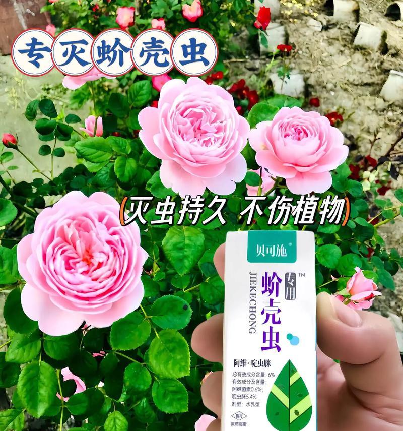 米兰得蚧壳虫病如何应对（掌握关键信息，有效治疗蚧壳虫病）-第3张图片-绿意生活