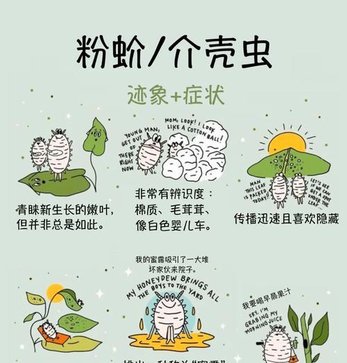 米兰得蚧壳虫病如何应对（掌握关键信息，有效治疗蚧壳虫病）-第2张图片-绿意生活