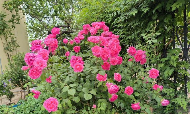 月季花养护秘籍（月季花怎样养护，才能让它常开常新）-第2张图片-绿意生活