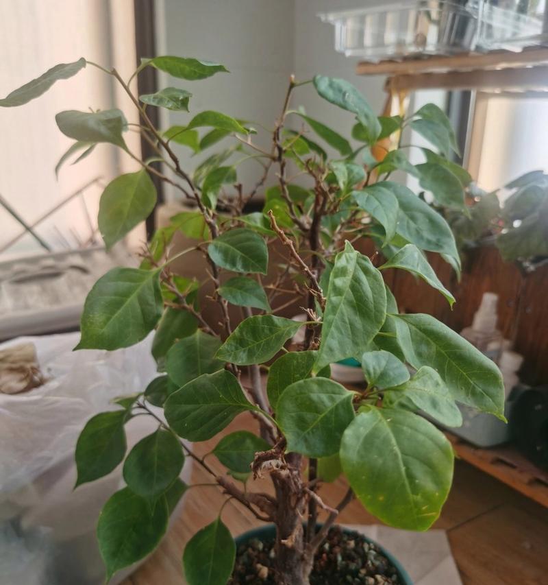 叶子上白点是怎么回事？剖析植物白斑病的成因和治疗方法（探究植物叶子上白点的原因和预防策略）-第3张图片-绿意生活