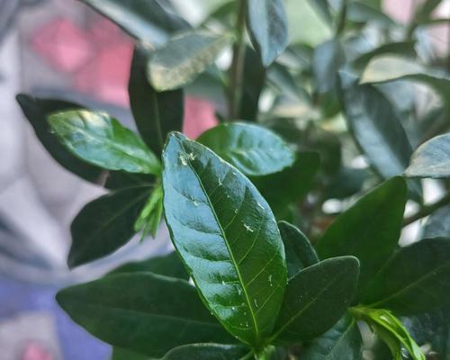 叶子上白点是怎么回事？剖析植物白斑病的成因和治疗方法（探究植物叶子上白点的原因和预防策略）-第1张图片-绿意生活