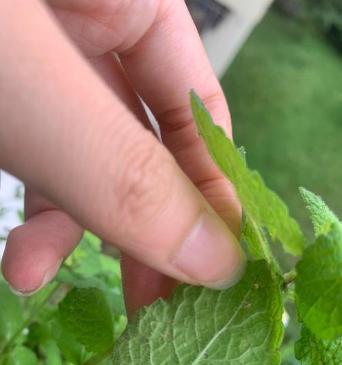 叶子上白点是怎么回事？剖析植物白斑病的成因和治疗方法（探究植物叶子上白点的原因和预防策略）-第2张图片-绿意生活
