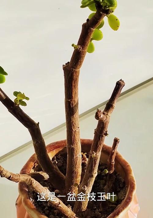 如何养护金枝玉叶，使其茂密生长（关键技巧，让你的金枝玉叶更加繁茂）-第1张图片-绿意生活