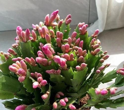 蟹爪兰花不鲜艳的原因及护理技巧（为什么蟹爪兰花的花朵颜色不鲜艳？如何正确护理？）-第2张图片-绿意生活