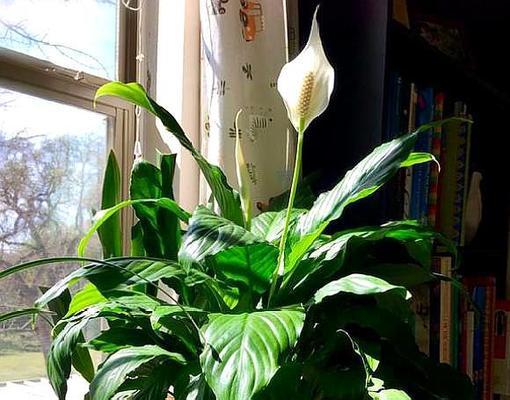 白掌在冬季不开花？掌握这些方法让它绽放吧！（教你如何应对白掌冬季不开花的问题，让你的植物充满生机）-第1张图片-绿意生活