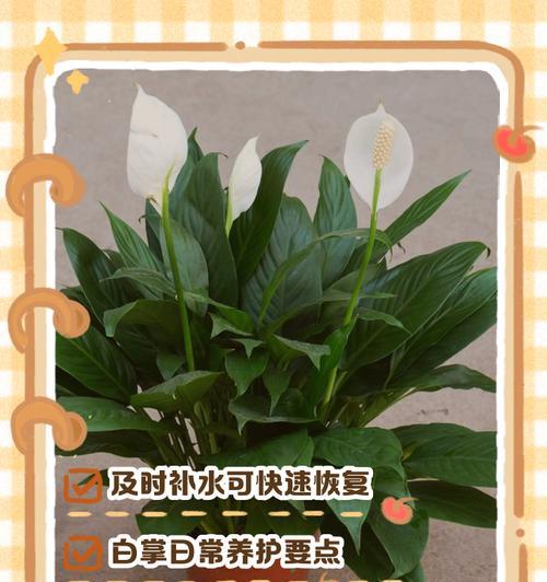 白掌在冬季不开花？掌握这些方法让它绽放吧！（教你如何应对白掌冬季不开花的问题，让你的植物充满生机）-第3张图片-绿意生活