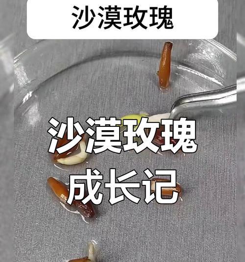 如何正确种植玫瑰花种子（一步一步教你如何成功种植玫瑰花种子）-第1张图片-绿意生活