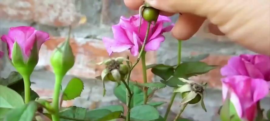 如何正确种植玫瑰花种子（一步一步教你如何成功种植玫瑰花种子）-第3张图片-绿意生活
